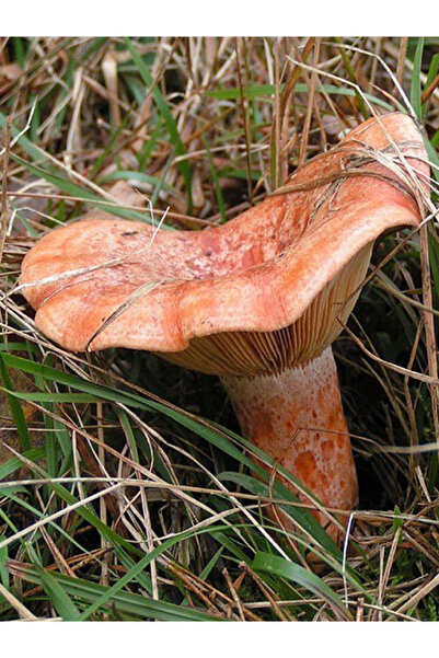 AMAZON TOHUM Kanlıca Mantarı Çintar Çam Melki Mantarı Tohumu 500gr