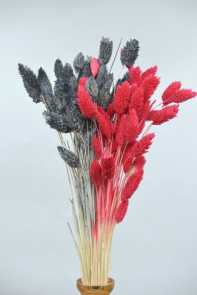Dekora Çiçek 50 κλαδιά Anthracite-Red Palaris Flower Αποξηραμένο Βάσανο Πουλιών