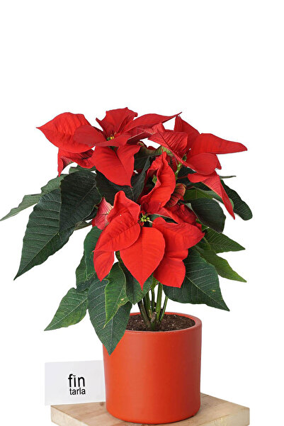 Fintarla Noel Yıldızı Ponsetya Atatürk Çiçeği Kırmızı Yapraklı Bitki Çiçek