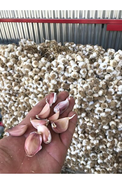 TAŞKÖPRÜ Sarımsağı 1 Kg (İLAÇSIZ) Hakiki Ata Tohumu Yeni Mahsul Doğal Kastamo...