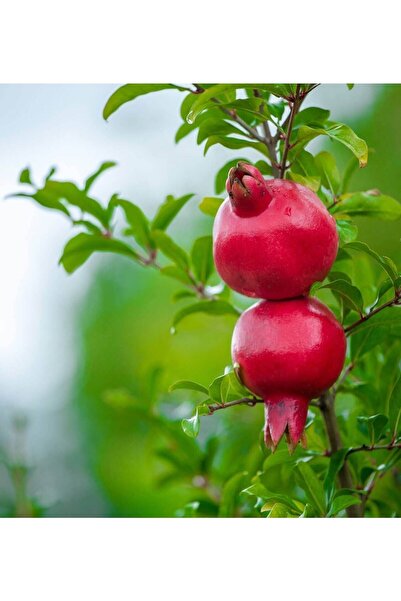 FidanBudur 3 Kg Dalından Tazecik Organik Doğal Nar