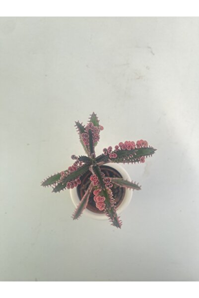 FİDE Pembe Aşkın Gözyaşı Bitkisi 5,5 cm saksıda