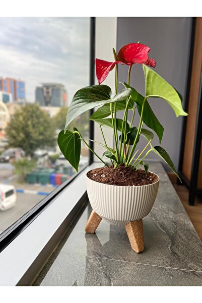 Elif Nostalji Ayaklı Saksı: 19 cm (2,8 Litre)