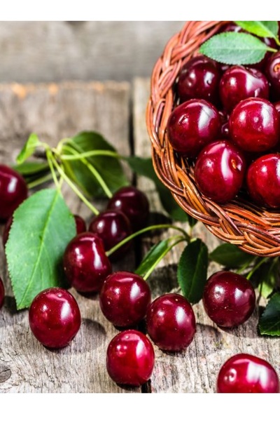 DOĞA FİDANCILIK ( 2 Adet ) Aşılı Kütahya Vişne Fidanı 3 Yaş