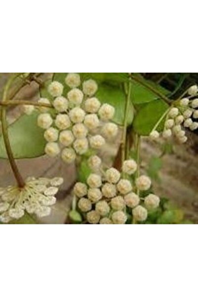 Antalya tropiksera Hoya Lagunosa - Yasemin Kokulu Mum Çiçeği 10-20 Cm, Toprak...