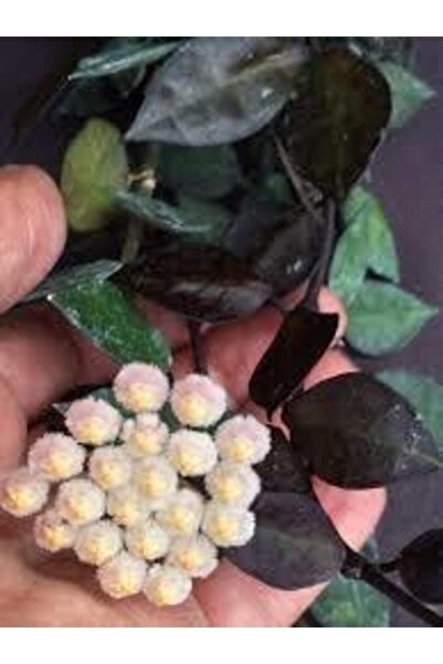 Antalya tropiksera Hoya Krohniana (BLACK LEAVES) - Kokulu Mum Çiçeği 10-20 Cm...