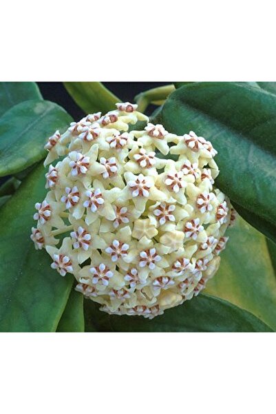 Antalya tropiksera Hoya Globulosa Kokulu Mum Çiçeği 20-30 Cm Boyda, Toprak Da...