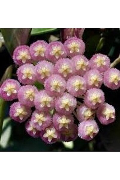 Antalya tropiksera Hoya Rebecca - Kokulu Mum Çiçeği 10-20 Cm, Toprak Da Köklü...