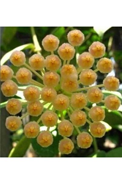 Antalya tropiksera Hoya Obscura Yellow - Kokulu Mum Çiçeği 10-20 Cm, Toprak D...