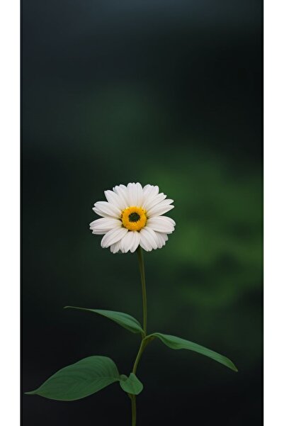 LİLYHOBBYLAND Renkli Baskılı Sayılarla Boyama Hobi Seti (Çerçeveli) 50x65 cm:...