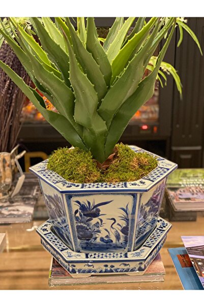 Dekordan House İthal Özel Seri Bleu Blanc Porselen Saksı