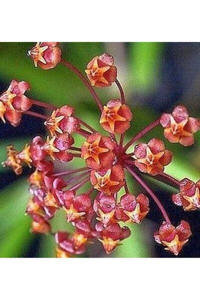 Antalya tropiksera Hoya Loheri- Kokulu Mum Çiçeği 10-20 Cm, Toprak Da Köklü V...