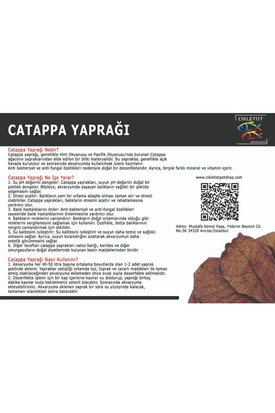 Cikletist Catappa Yaprağı M Boy (15-17 cm) 10 Adet