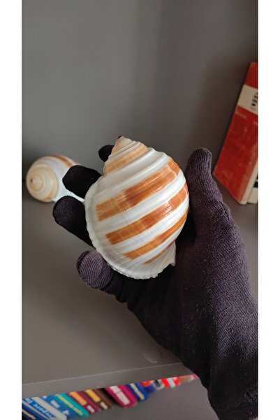 Seashell Rio Deniz Kabuğu ; Tonna Allium / 1 Adet / 9 - 12 Cm