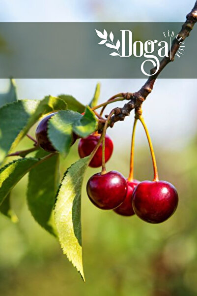 DOĞA FİDANCILIK Aşılı Kütahya Vişne Fidanı 3 Yaş