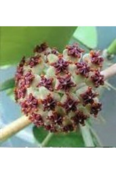 Genel Markalar Hoya Kerrii Splash Kokulu Mum Çiçeği 10 - 20 Cm Boyda, Toprakd...