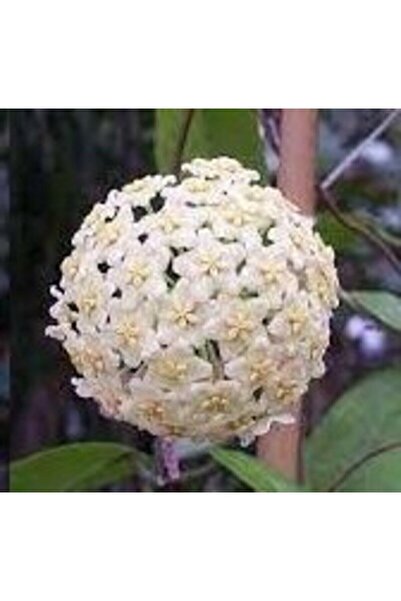 Antalya tropiksera Hoya India Iml 1598 - Kokulu Mum Çiçeği 10-20cm Boyda, Top...