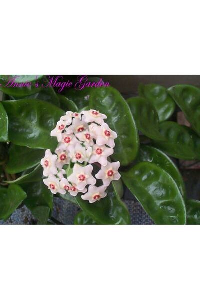 Antalya tropiksera Hoya Carnosa Crinkle 8 Kokulu Mum Çiçeği 10-20 Cm, Toprak ...