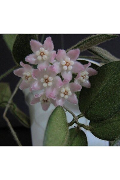 Antalya tropiksera Hoya Thomsonii Pink - Kokulu Mum Çiçeği 10-20 Cm, Toprak D...