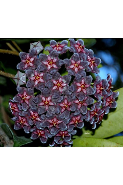 Antalya tropiksera Hoya Pubicalyx Black Dragon - Yoğun Kokulu Mum Çiçeği 10-2...