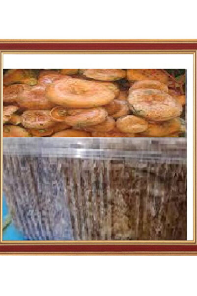 AMAZON TOHUM Kanlıca Mantarı Çintar Çam Melki Mantarı Deneme Kiti 2 Adet