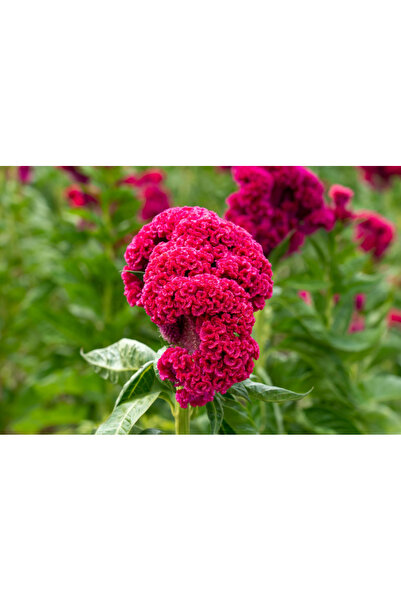 Ziraat Evim Horoz İbiği Çiçeği Tohumu (Koyu Pembe- Kırmızı) 100 Tohum