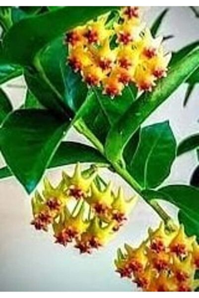 Antalya tropiksera Hoya Densifolia - Mum Çiçeği 20-40 Cm, Toprak Da Köklü Ve ...