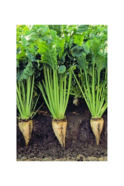 Genel Markalar Yerli Şeker Pancarı Tohumu 150 Adet