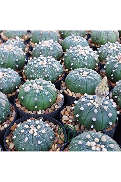 Toptan Kaktüs Astrophytum Asterias serisi 1 adet nadir koleksiyon kaktüs 5.5 cm kahverengi saksıda