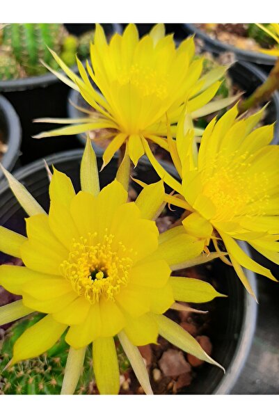 EGE GARDEN Lobivia arachnacantha sari cicek açan kaktüs özel tür 5.5