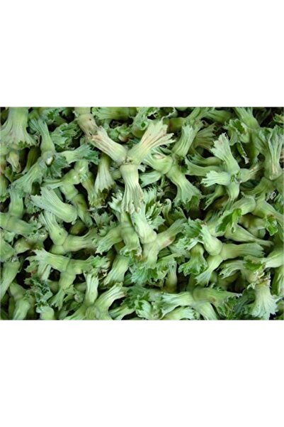 1001fidan Corylus Avellana Değirmendere Sivri Fındık Fidanı
