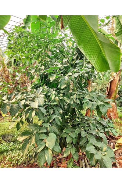 ZEYSEN TROPİKAL 3 Yaş Füerte Avokado Fidanı