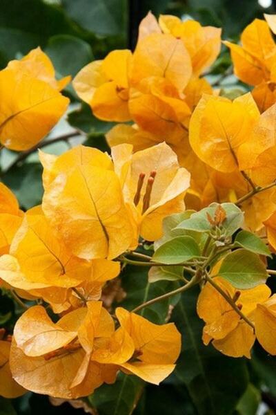 ÇİÇEKFLİX Bougainvillea Sarmaşık - Begonvil Sarmaşık Sarı 20-25 Cm Mini Boy /...