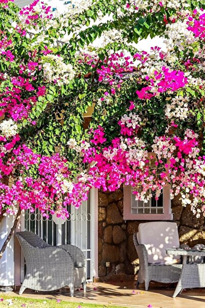 ÇİÇEKFLİX Çift Renk Begonvil Sarmaşik Balkon Ve Bahçe Mini Boy 20-25cm