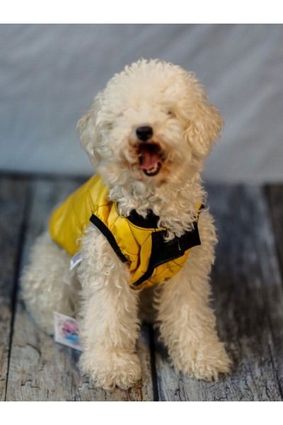 HKEVCİLPET Dog Jacket Raincoat Coat Windproof