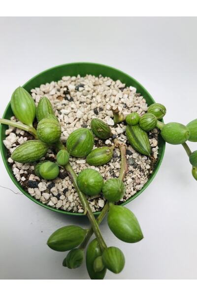 Curio Herranus Succulent Species