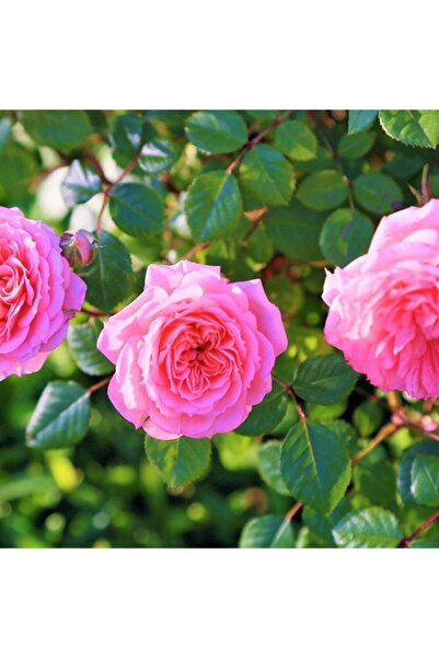 Floramut Tüplü Yediveren Reçellik Kokulu Gül Fidanı