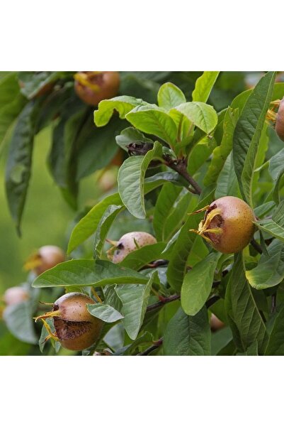 Floramut Tüplü Aşılı Döngel Muşmula Fidanı