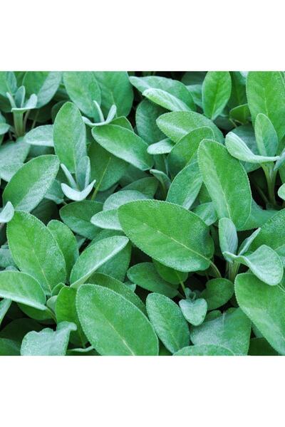 Floramut Salvia Officinalis Culinaria Gümüş Adaçayı Fidesi-2 Adet