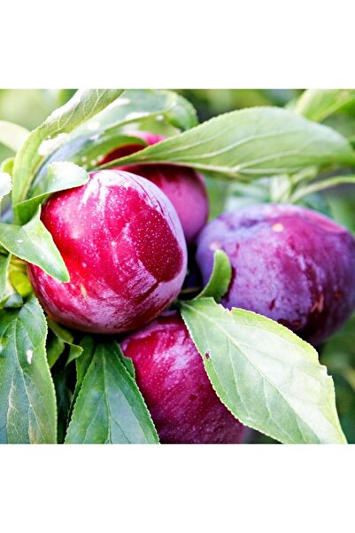 Floramut Tüplü Yarı Bodur Leziz Friar Erik Fidanı