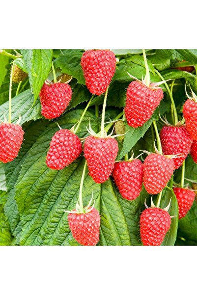 Floramut Tüplü Yediveren Frambuaz Ahududu Fidanı