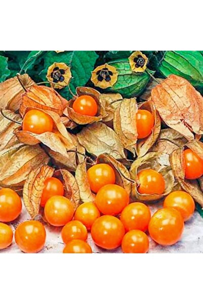 Floramut Çok Şifalı Yer Kirazı Altın Çilek Fidesi-3 Adet