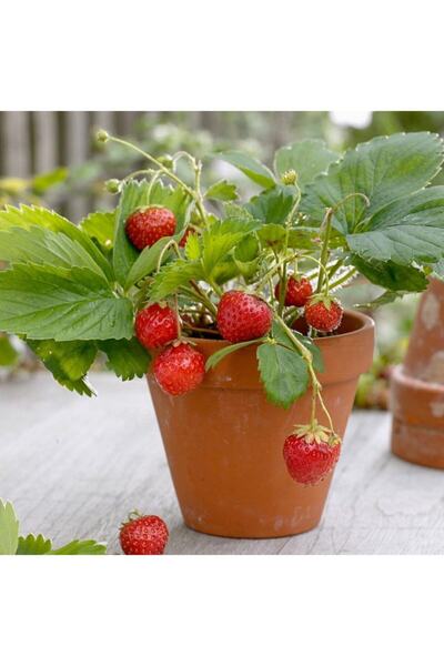 Floramut Yediveren Bol Verimli Leziz Çilek Fidesi-5 Adet