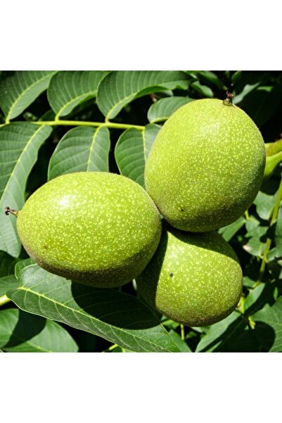 Floramut Tüplü Yüksek Verimli Franqutte Ceviz Fidanı