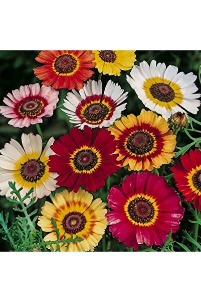 Floramut Karışık Mix Kasımpatı Çiçeği Tohumu-20 Tohum