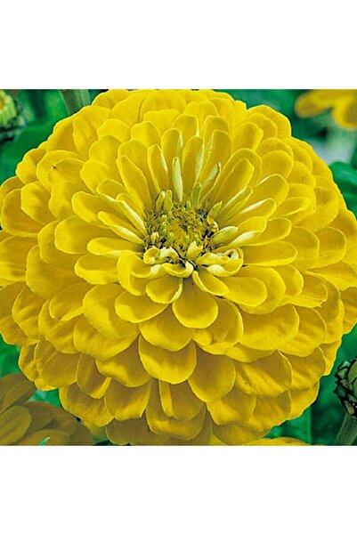 Floramut Zinnia Sarı Kirli Hanım Çiçeği Tohumu-25 Tohum