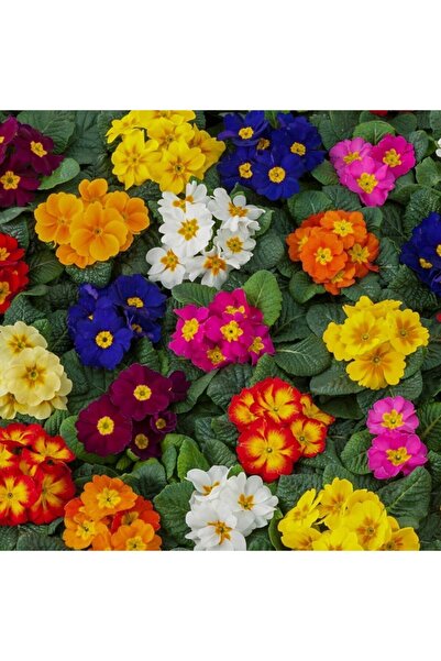 Floramut Mix Karışık Mart Çuha Çiçeği Tohumu-30 Tohum