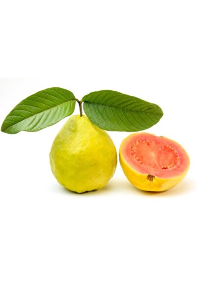 Floramut Tüplü Meyve Verme Yaşında Armut Guava Fidanı