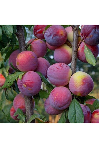 Floramut Tüplü Yarı Bodur Iri Meyveli Fortune Erik Fidanı