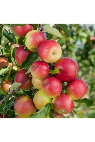 Floramut Tüplü Yarı Bodur Lezzetli Amasya Elma Fidanı